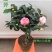 香妃烈香茶花树苗盆栽浓香型茶花室内外阳台庭院绿植盆栽花卉