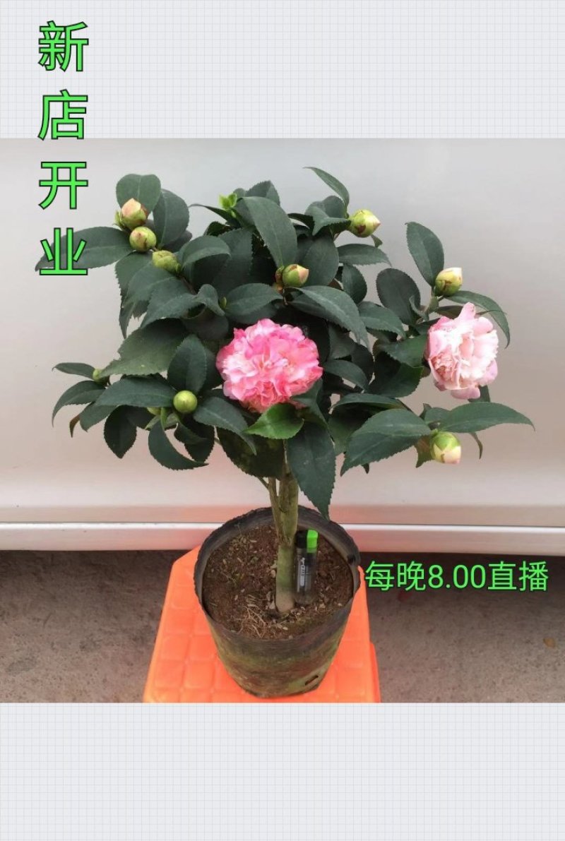 香妃烈香茶花树苗盆栽浓香型茶花室内外阳台庭院绿植盆栽花卉