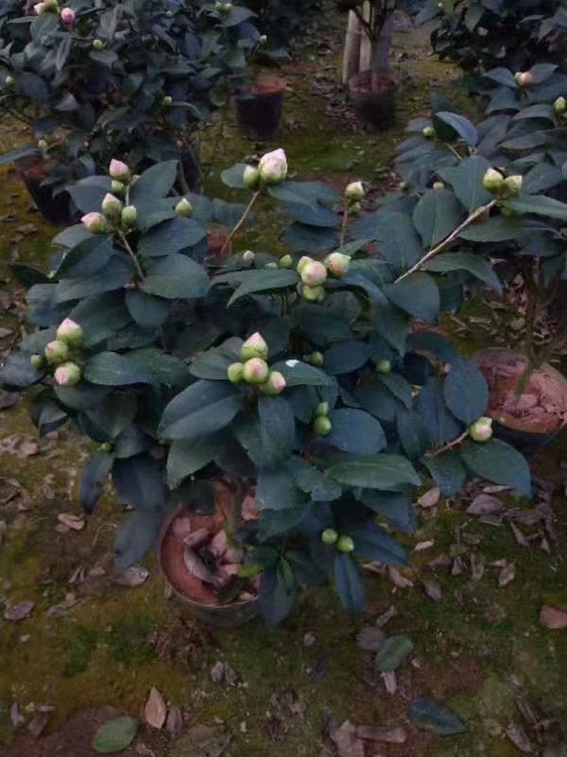 香妃烈香茶花树苗盆栽浓香型茶花室内外阳台庭院绿植盆栽花卉
