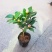 香妃烈香茶花树苗盆栽浓香型茶花室内外阳台庭院绿植盆栽花卉