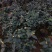 香妃烈香茶花树苗盆栽浓香型茶花室内外阳台庭院绿植盆栽花卉