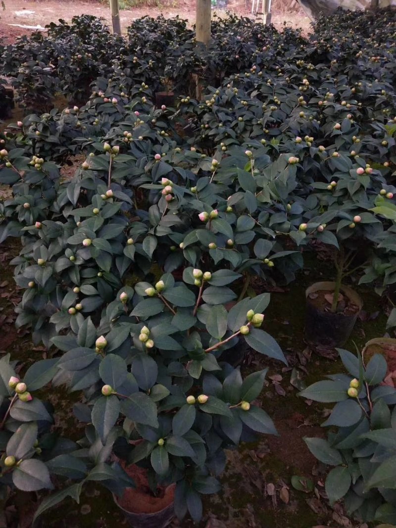 香妃烈香茶花树苗盆栽浓香型茶花室内外阳台庭院绿植盆栽花卉