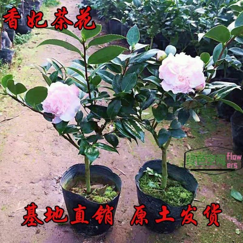 香妃烈香茶花树苗盆栽浓香型茶花室内外阳台庭院绿植盆栽花卉