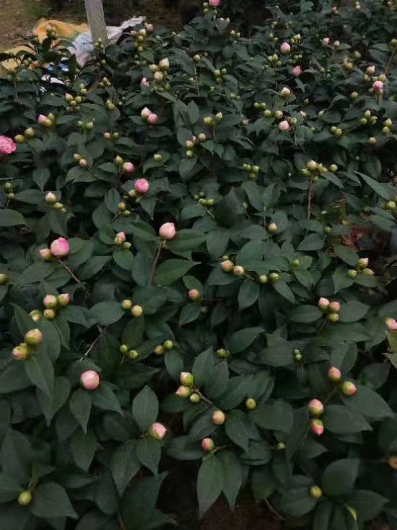香妃烈香茶花树苗盆栽浓香型茶花室内外阳台庭院绿植盆栽花卉