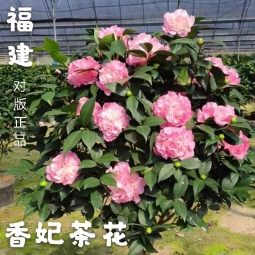 香妃烈香茶花树苗盆栽浓香型茶花室内外阳台庭院绿植盆栽花卉