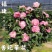 香妃烈香茶花树苗盆栽浓香型茶花室内外阳台庭院绿植盆栽花卉
