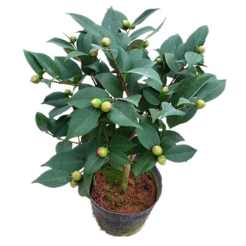 香妃烈香茶花树苗盆栽浓香型茶花室内外阳台庭院绿植盆栽花卉