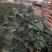 香妃烈香茶花树苗盆栽浓香型茶花室内外阳台庭院绿植盆栽花卉