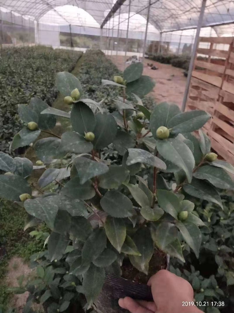 香妃烈香茶花树苗盆栽浓香型茶花室内外阳台庭院绿植盆栽花卉
