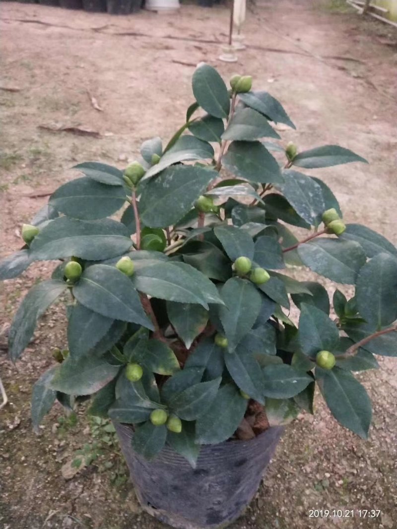 香妃烈香茶花树苗盆栽浓香型茶花室内外阳台庭院绿植盆栽花卉