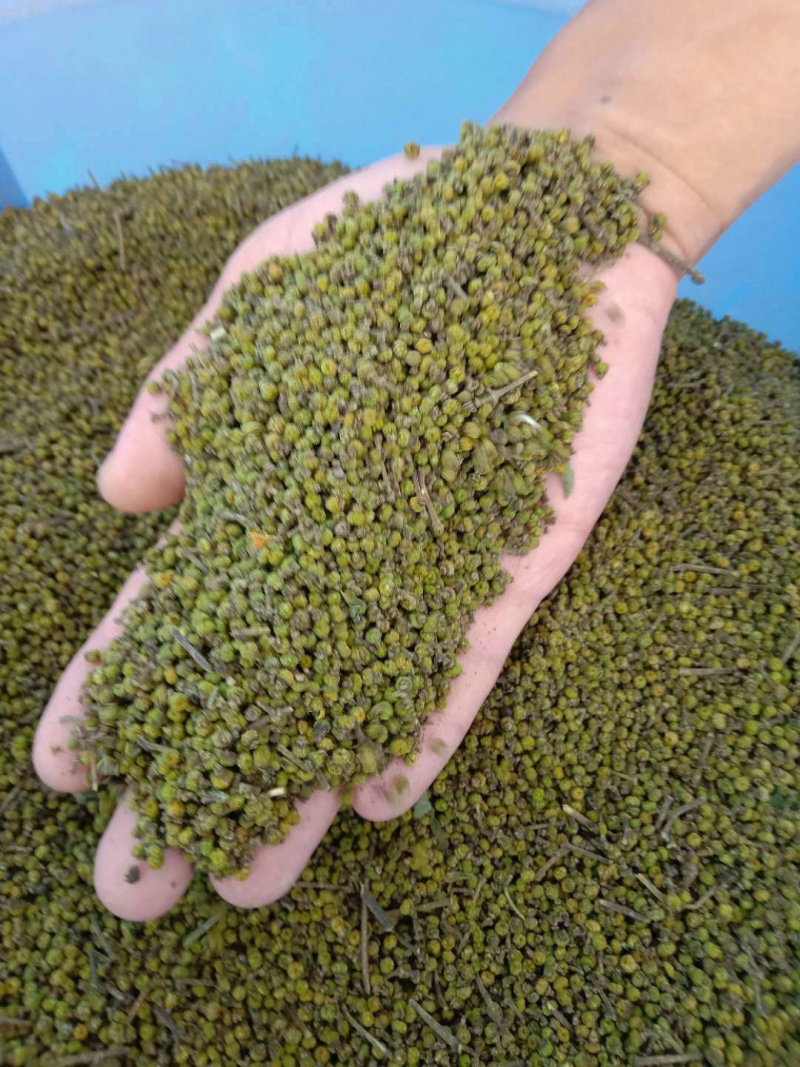 今年产江西中花吴茱萸干货出售，量大从优
