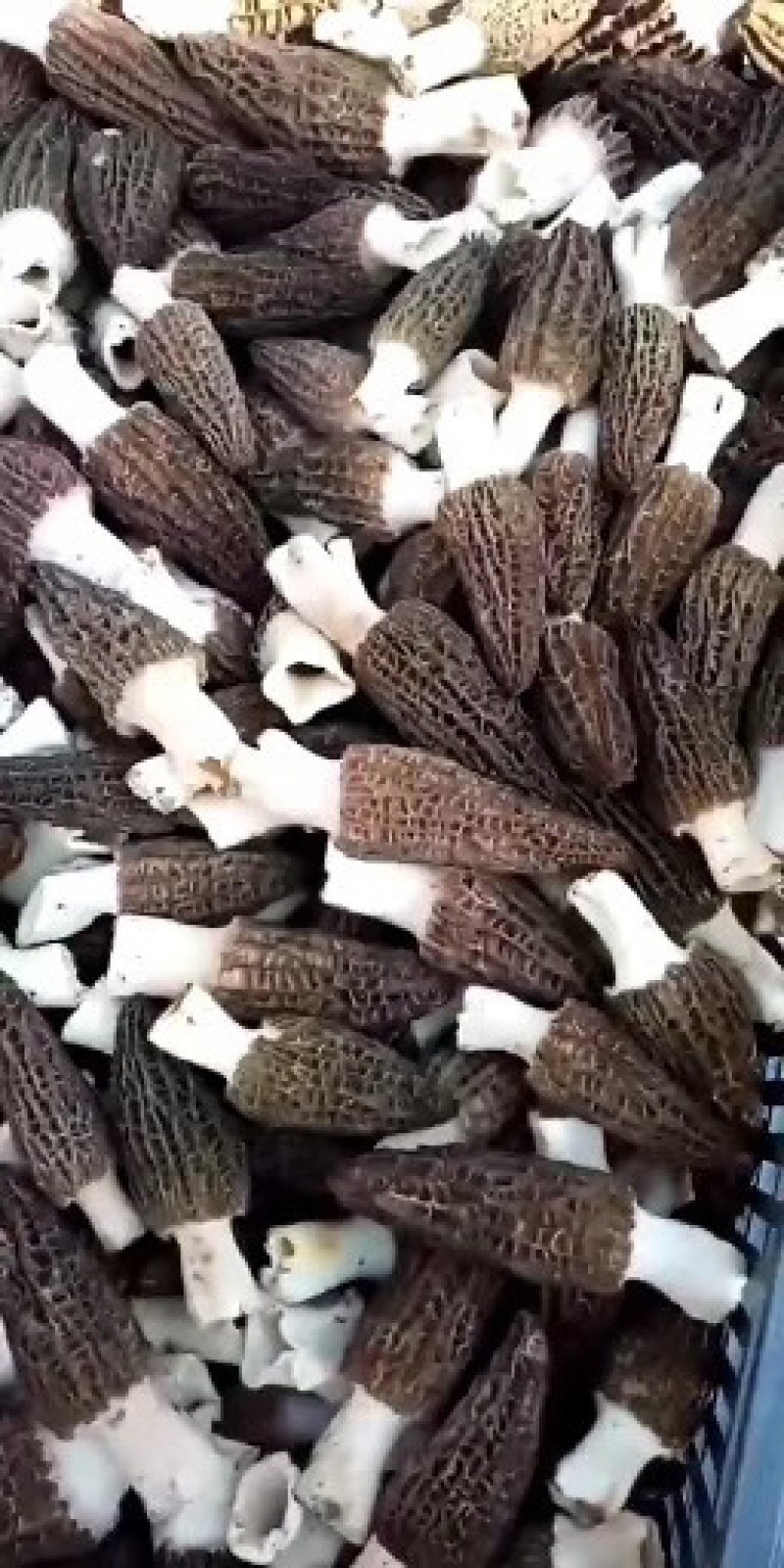 羊肚菌干货产地直发电商一件代发