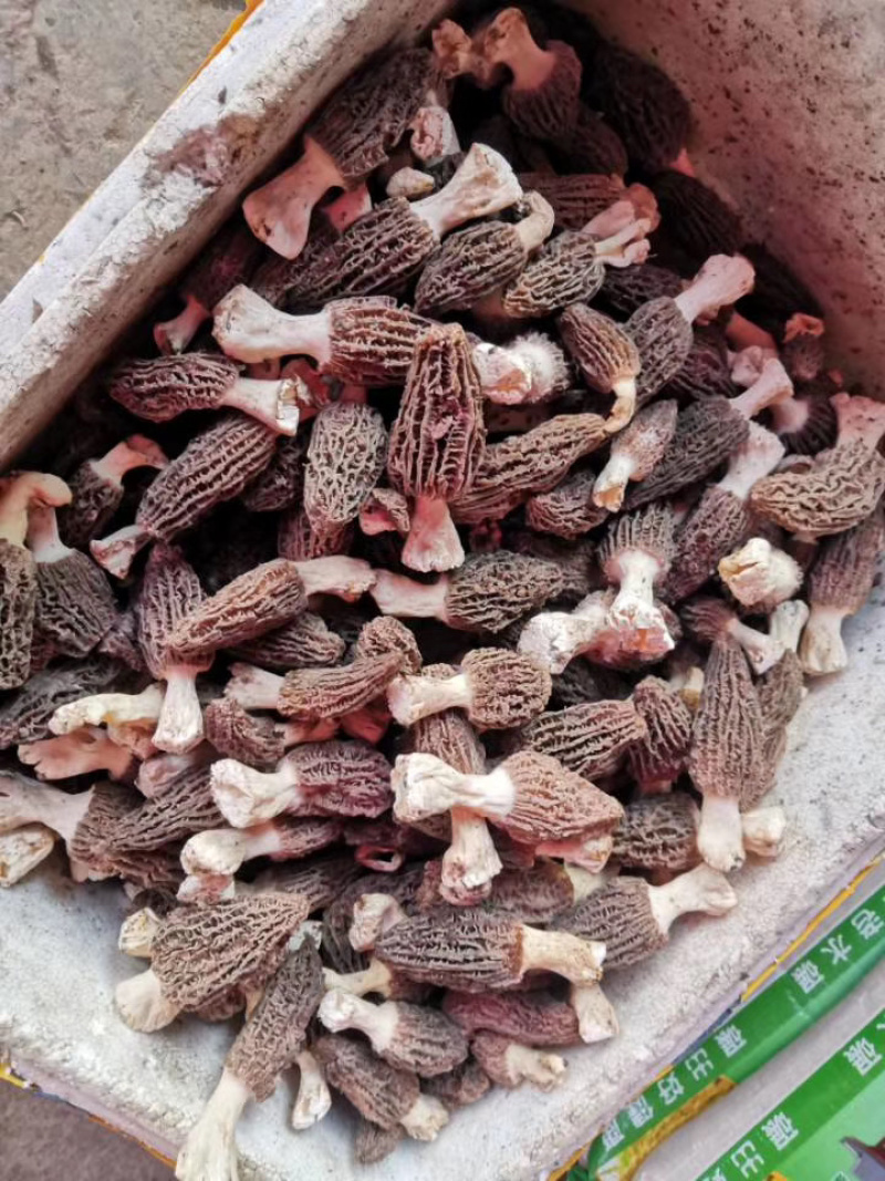 羊肚菌干货产地直发电商一件代发