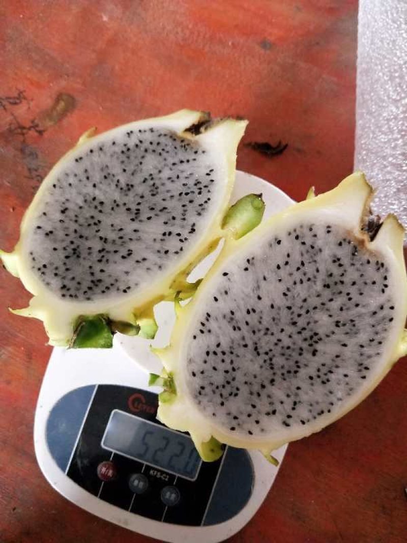 黄皮火龙果苗燕窝火龙果，无刺黄龙