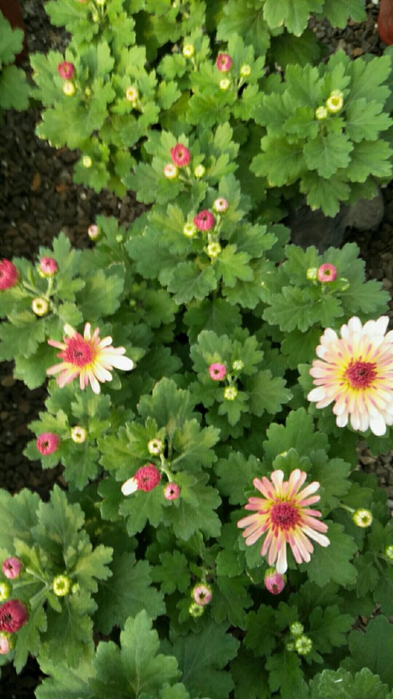 荷兰菊