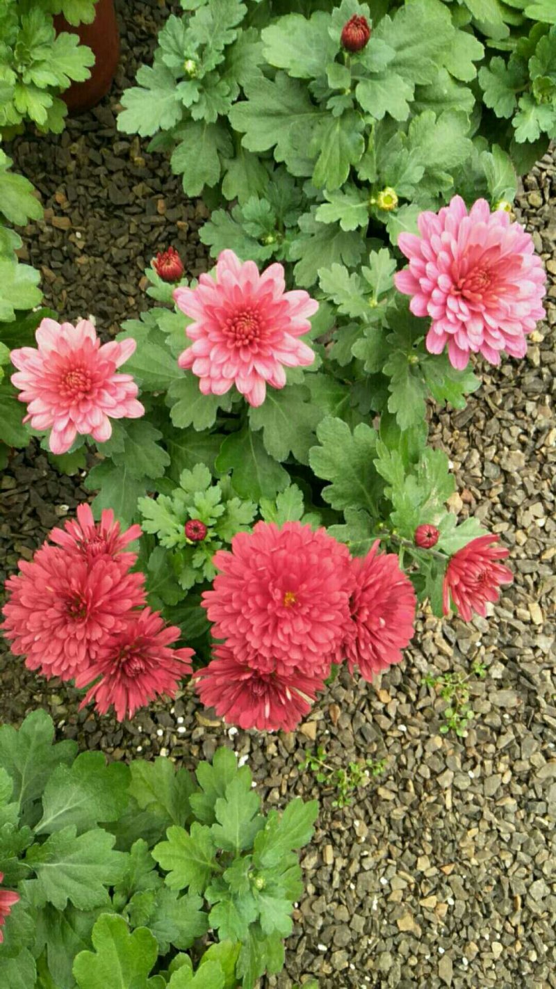 荷兰菊