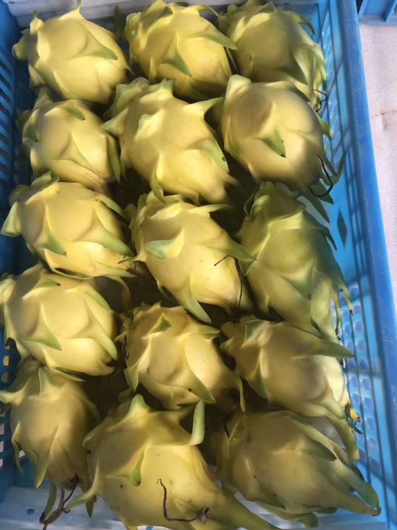 黄皮火龙果苗燕窝火龙果，无刺黄龙