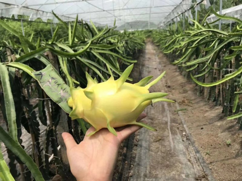 黄皮火龙果苗燕窝火龙果，无刺黄龙