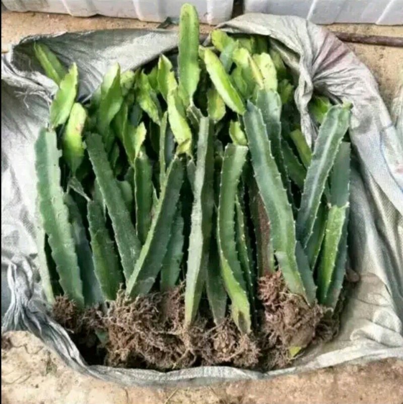 黄皮火龙果苗燕窝火龙果，无刺黄龙