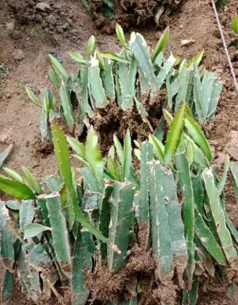 黄皮火龙果苗燕窝火龙果，无刺黄龙
