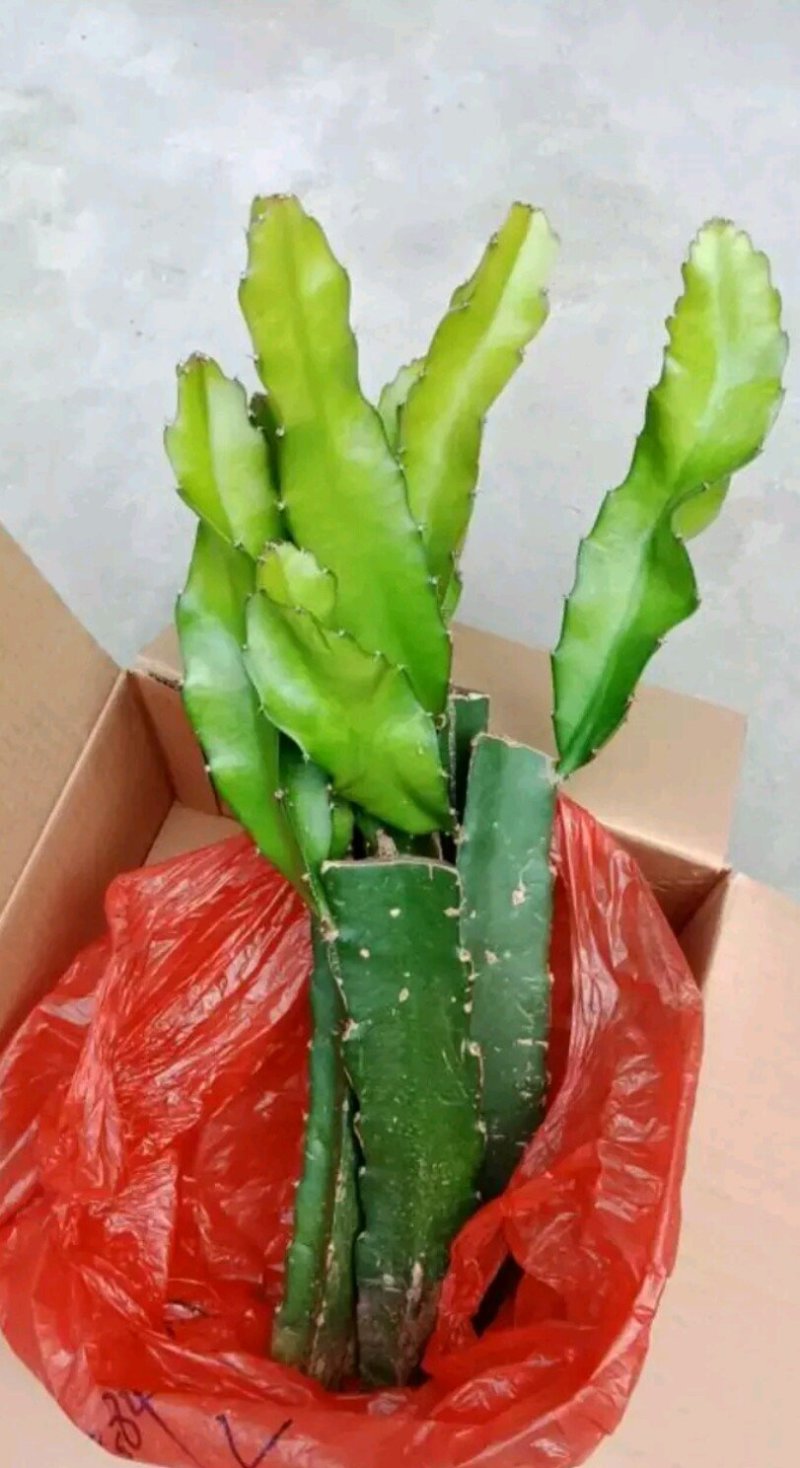 黄皮火龙果苗燕窝火龙果，无刺黄龙