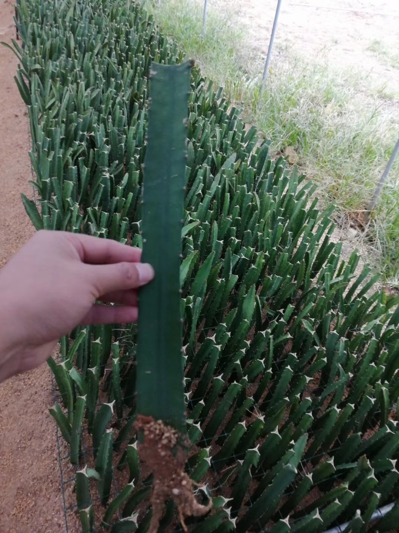 黄皮火龙果苗燕窝火龙果，无刺黄龙
