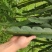 黄皮火龙果苗燕窝火龙果，无刺黄龙