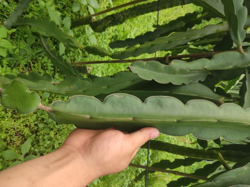 黄皮火龙果苗燕窝火龙果，无刺黄龙