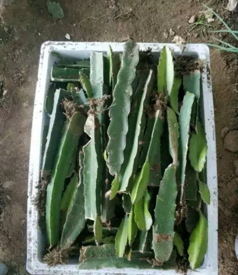 黄皮火龙果苗燕窝火龙果，无刺黄龙