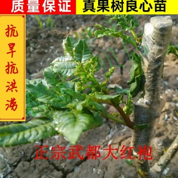 无棘花椒苗嫁接无棘大红袍花椒苗产地直销