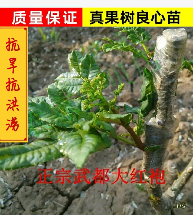 无棘花椒苗嫁接无棘大红袍花椒苗产地直销