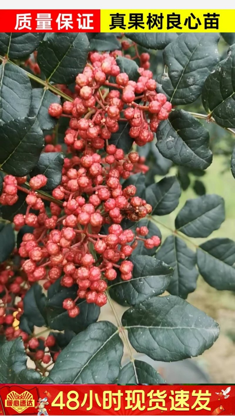 无棘花椒苗嫁接无棘大红袍花椒苗产地直销