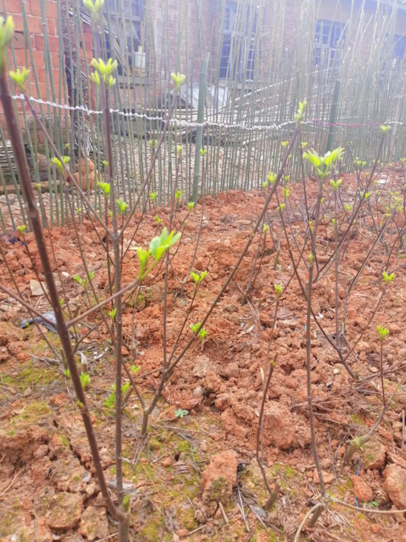 长期出售江西中花吴茱萸苗，量大从优