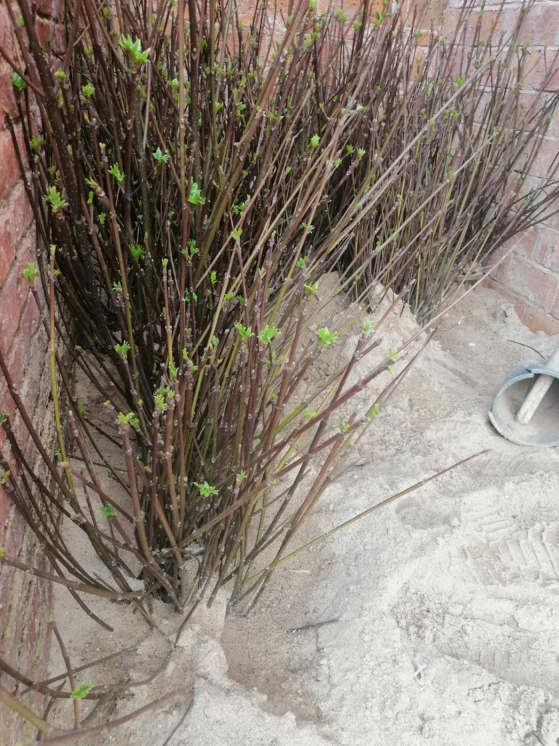 长期出售江西中花吴茱萸苗，量大从优