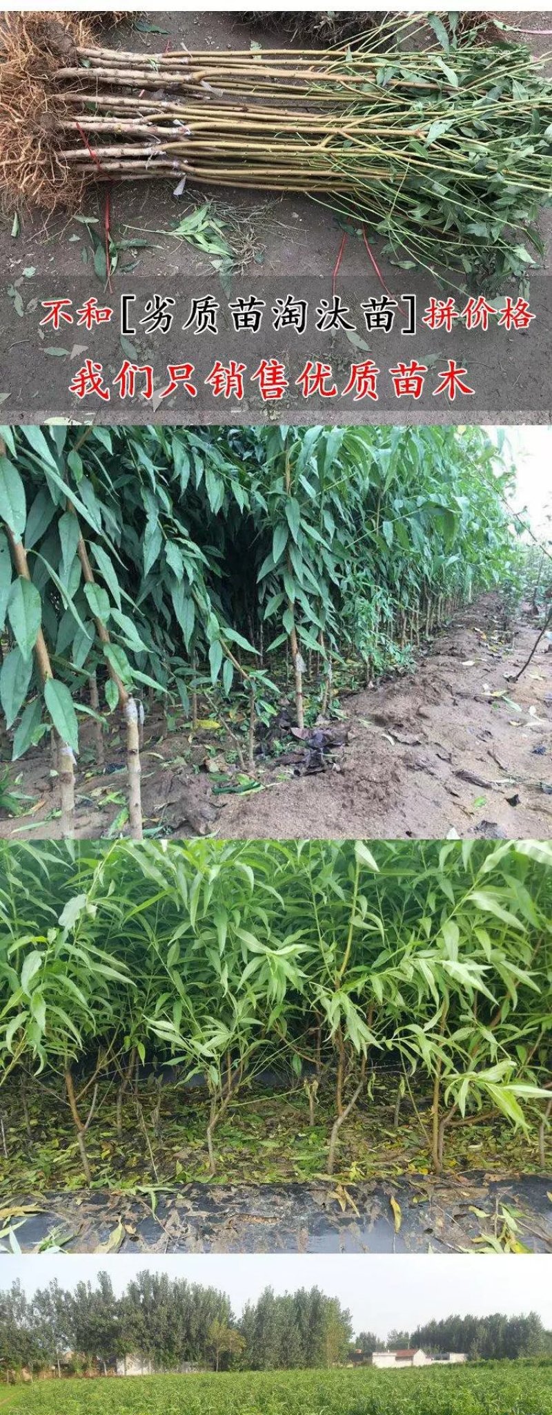 黄金蜜桃苗品种齐全基地直销甜度高耐储存