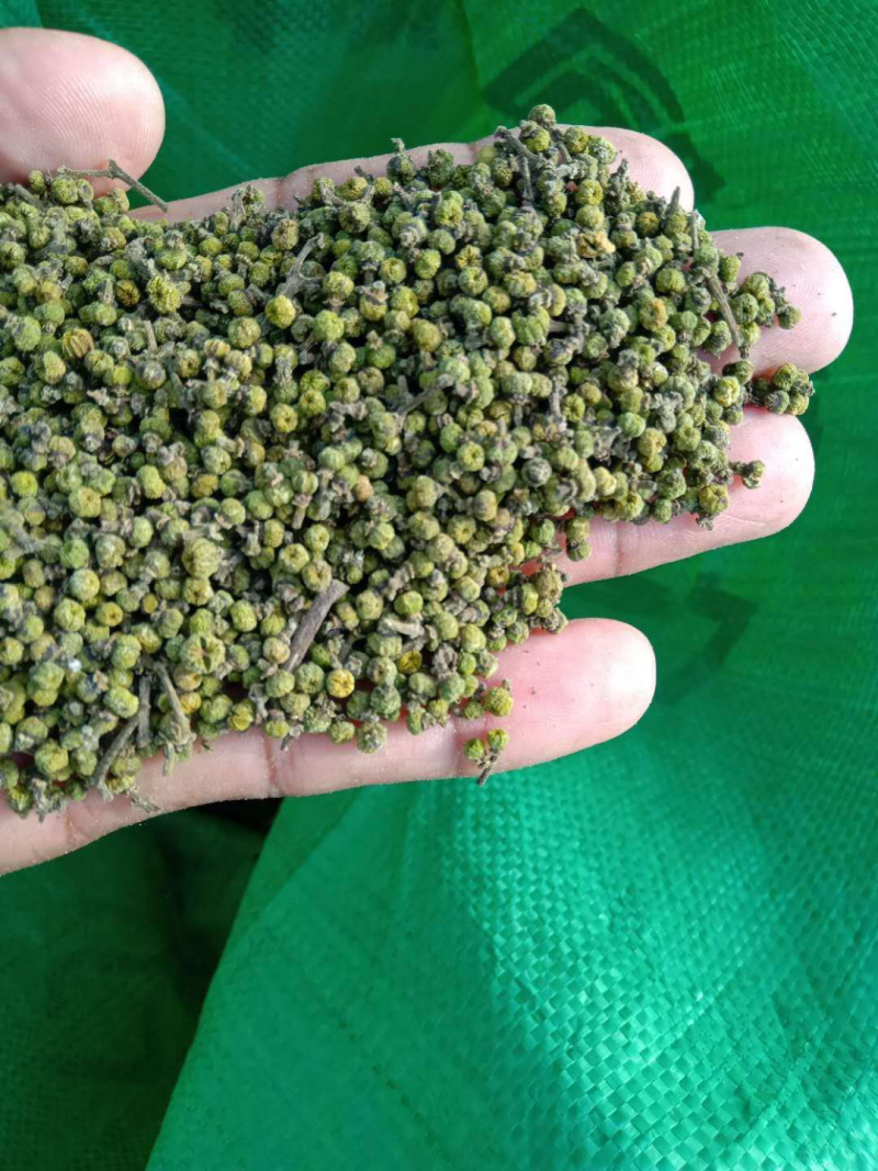 长期出售江西中花吴茱萸苗，量大从优