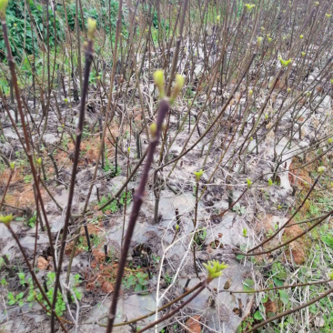 长期出售江西中花吴茱萸苗，量大从优