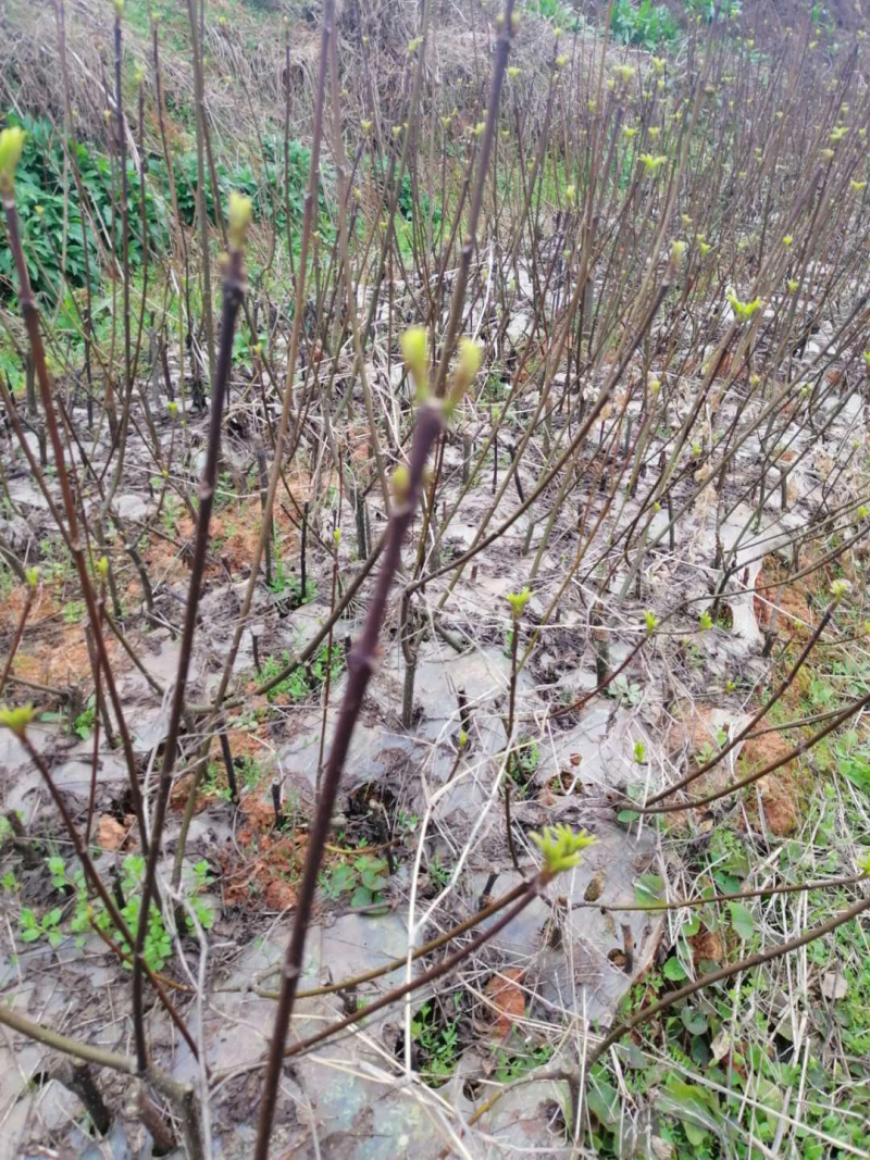 长期出售江西中花吴茱萸苗，量大从优