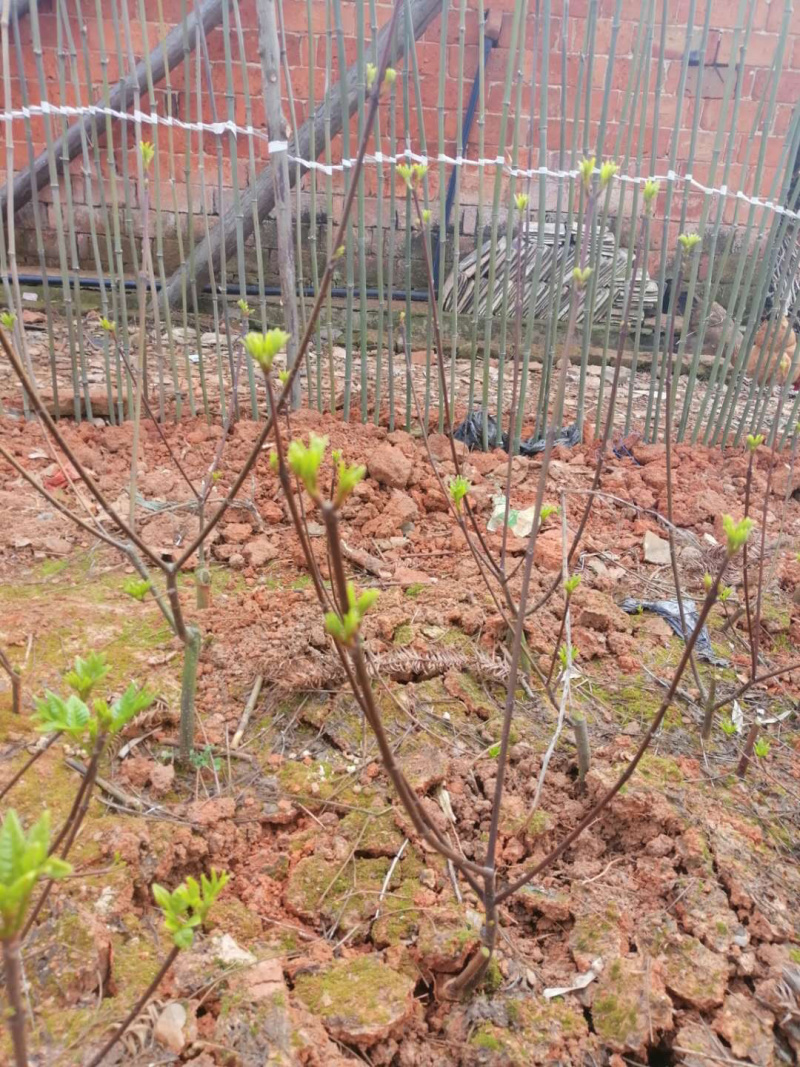 长期出售江西中花吴茱萸苗，量大从优