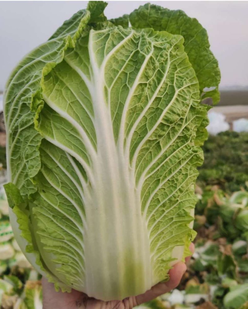 白菜《大白菜》踏实做事/诚信为本可视频看货