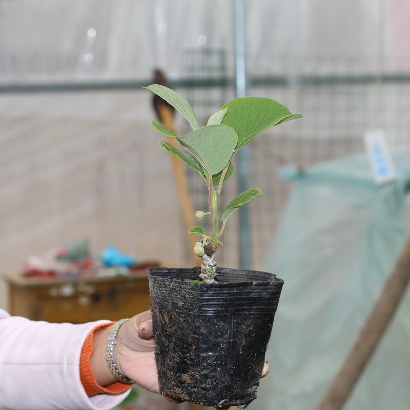 红心猕猴桃苗南方北方种植自花授粉软枣猕猴桃苗嫁接苗当年结