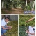 红心猕猴桃苗南方北方种植自花授粉软枣猕猴桃苗嫁接苗当年结