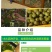 红心猕猴桃苗南方北方种植自花授粉软枣猕猴桃苗嫁接苗当年结