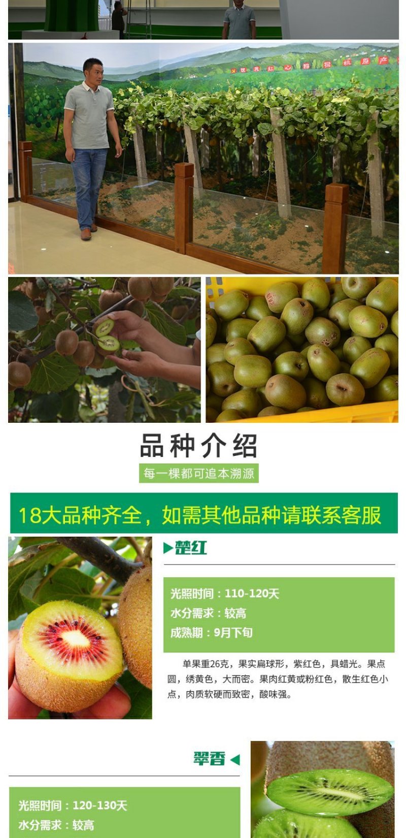 红心猕猴桃苗南方北方种植自花授粉软枣猕猴桃苗嫁接苗当年结