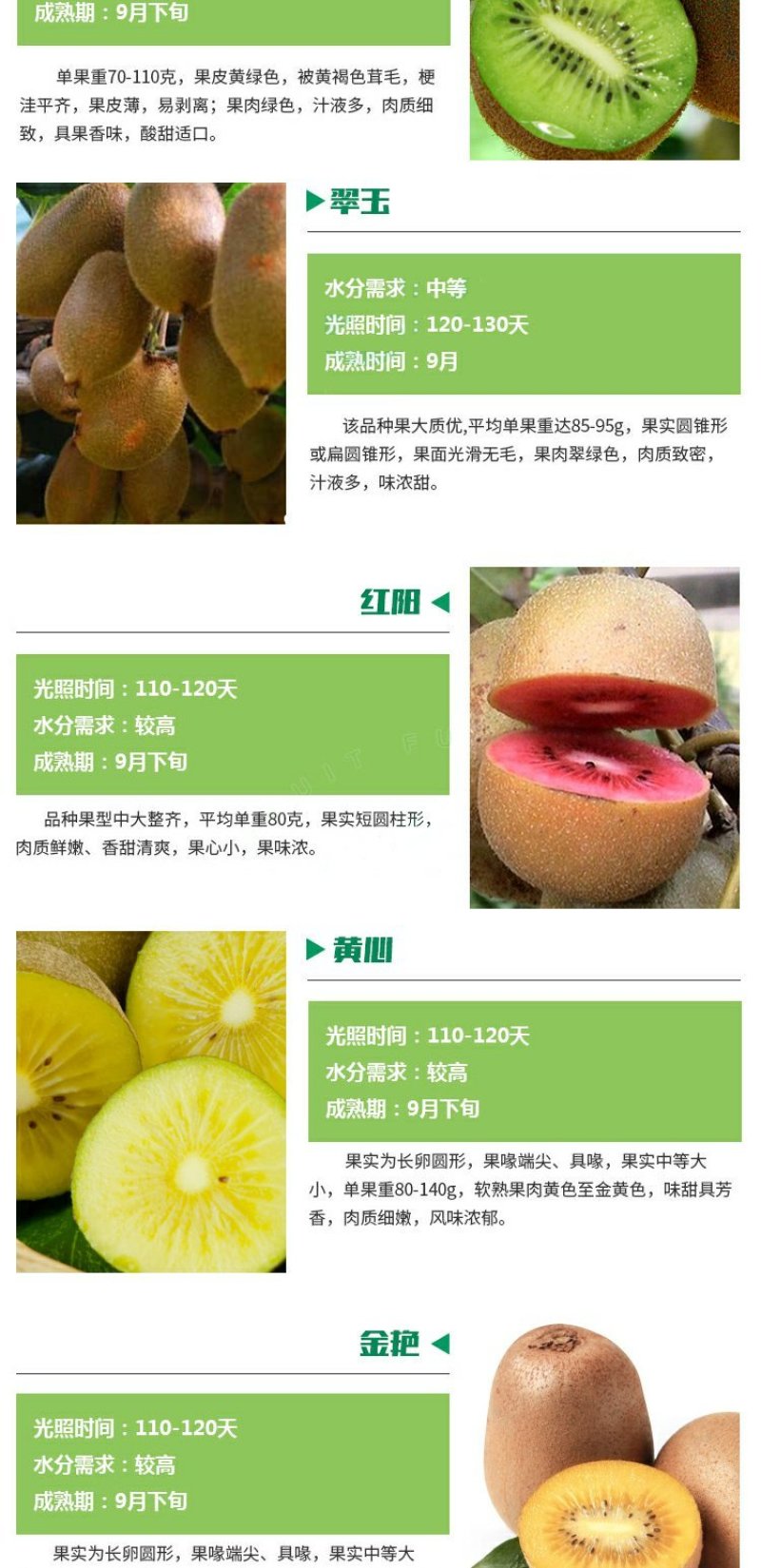 红心猕猴桃苗南方北方种植自花授粉软枣猕猴桃苗嫁接苗当年结