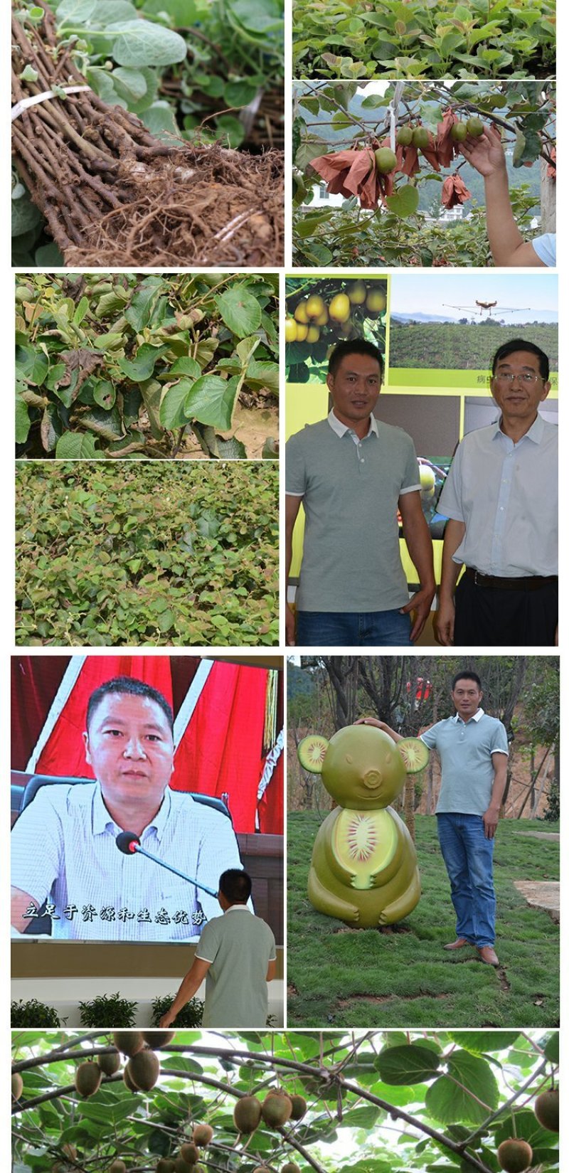 红心猕猴桃苗南方北方种植自花授粉软枣猕猴桃苗嫁接苗当年结
