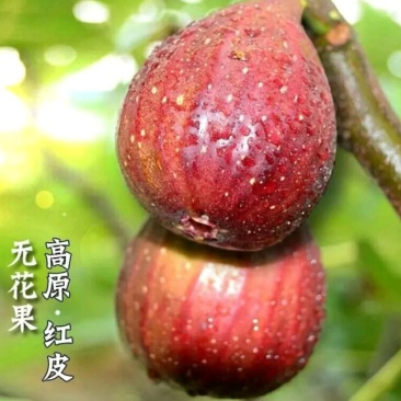 波姬红无花果苗量大从优自家苗圃，欢迎新老客户选购