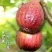 波姬红无花果苗量大从优自家苗圃，欢迎新老客户选购