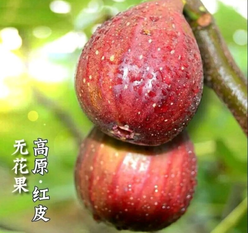 波姬红无花果苗量大从优自家苗圃，欢迎新老客户选购