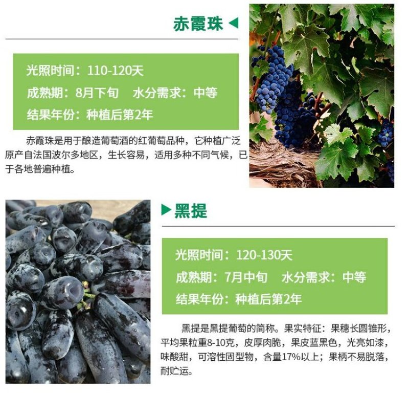 当年结果夏黑葡萄树苗庭院爬藤果树苗盆栽地栽苗南方北方种植